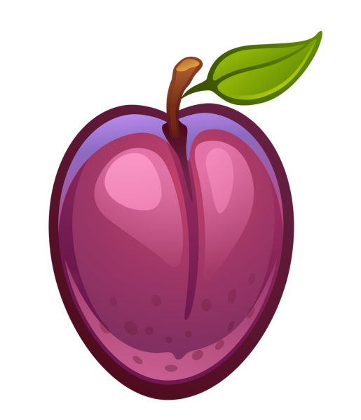 Слива рисунок