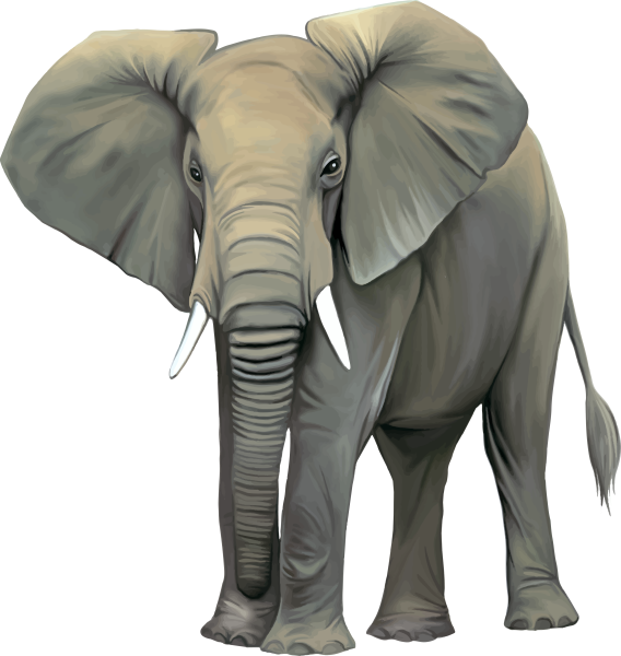 Слоны на прозрачном фоне