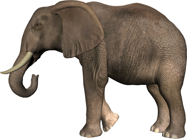 Слон на белом фоне