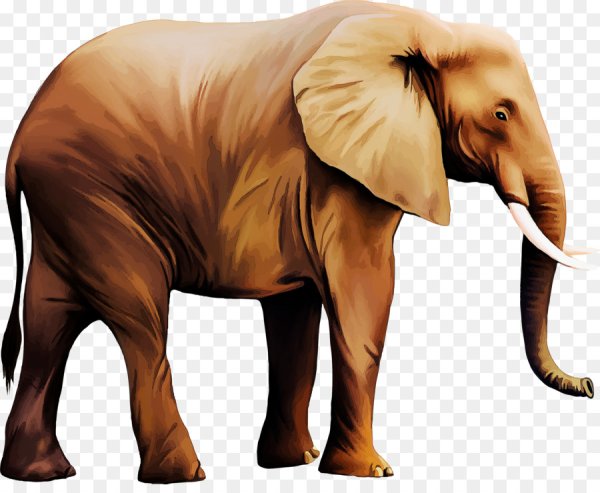 Слоны на белом фоне