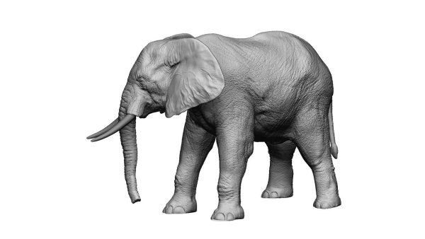 Слоненок на белом фоне