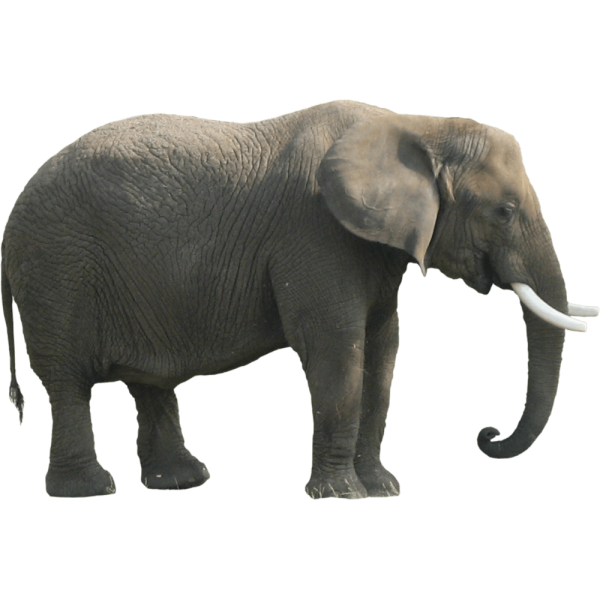 Слон на белом фоне