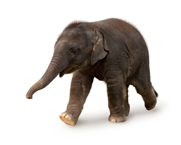 Маленький Слоненок фото на прозрачном фоне