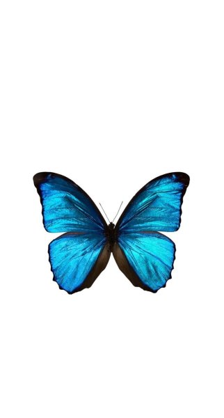 Бабочка айфон