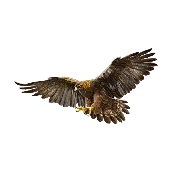 Степной Орел на белом фоне