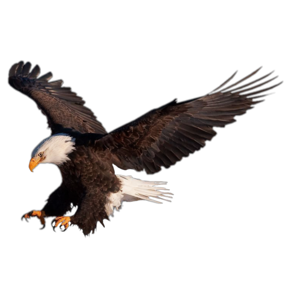Орел в полете без фона