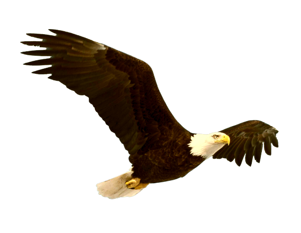 Белоголовый Орел вектор