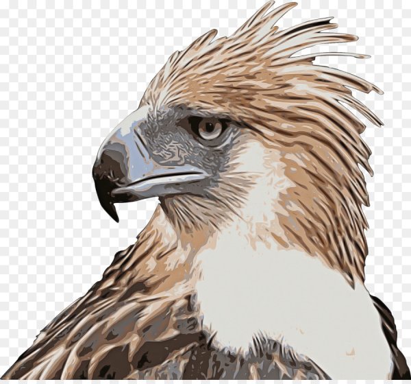 Филиппинский Ястребиный Орел