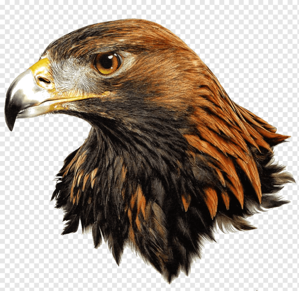 Маска коршуна