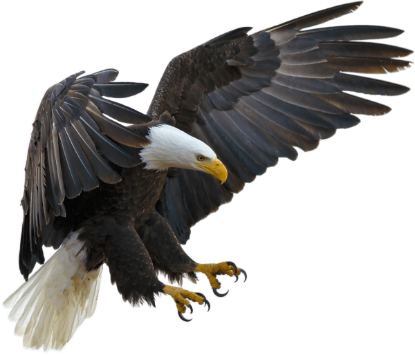 Орлан-белохвост когти