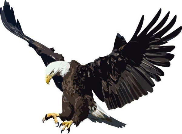 Орел без фона
