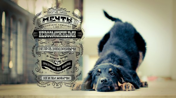 Обои на рабочий стол цитаты