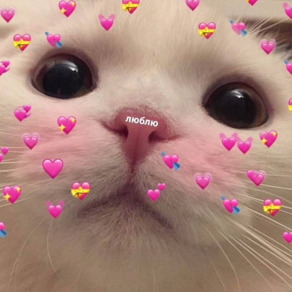 Милые котики с сердечками