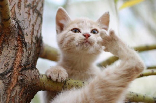 Прикольный кот