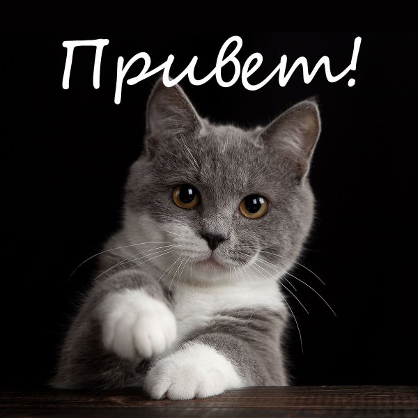 Привет картинки