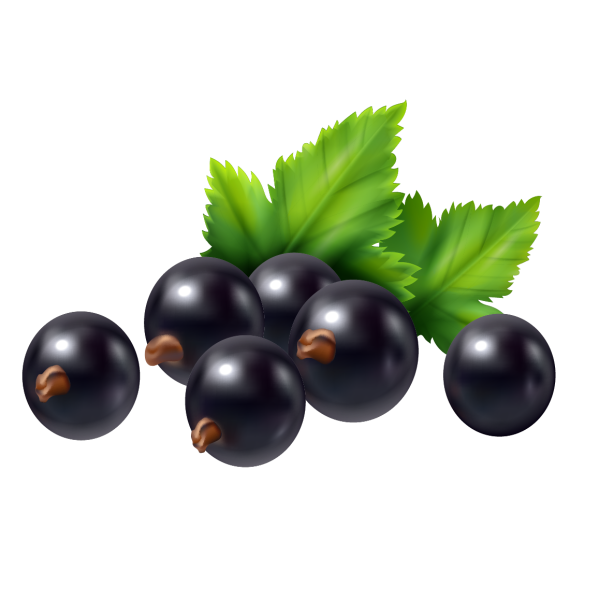 Черная смородина для фотошопа