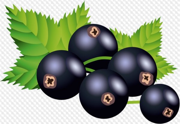 Ягода смородина вектор