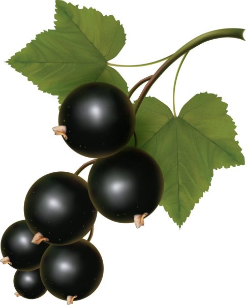 Смородина для детей