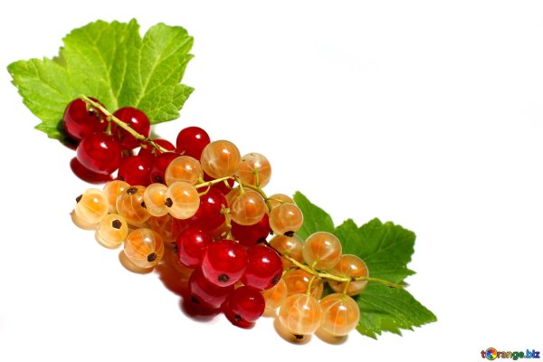Смородина на белом фоне