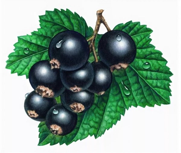 Костянка смородина