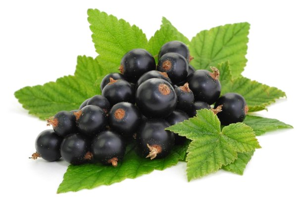 Хотспот черная смородина 10 мл