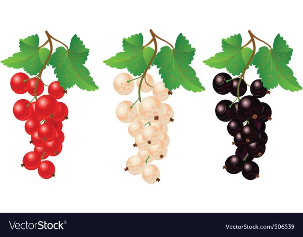 Красная смородина вектор
