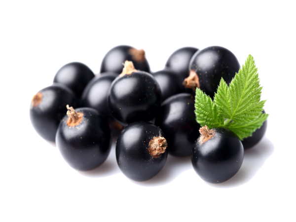 Черная смородина на белом фоне