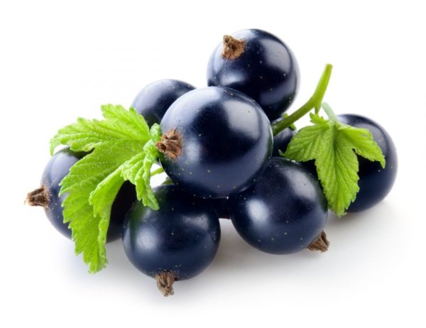 Black Currant черная смородина