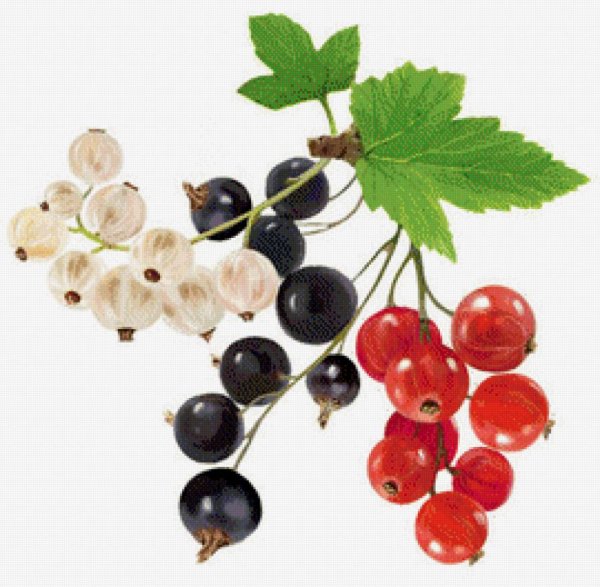 Ягода смородина для детей детского сада