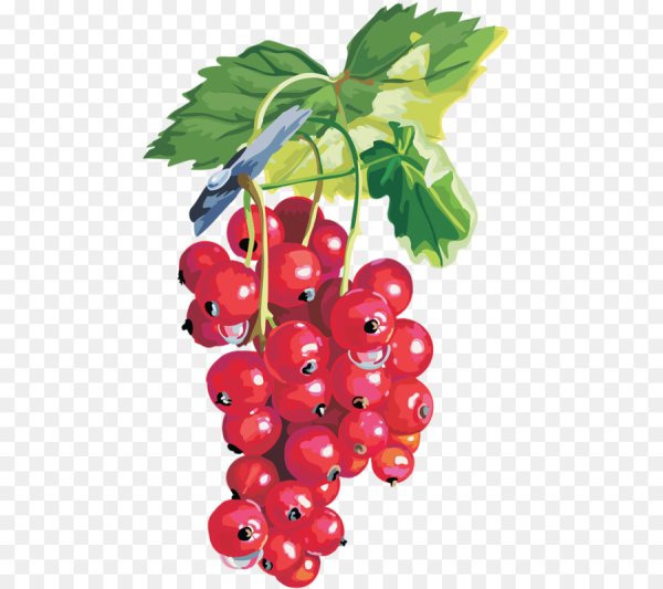 Смородина красная