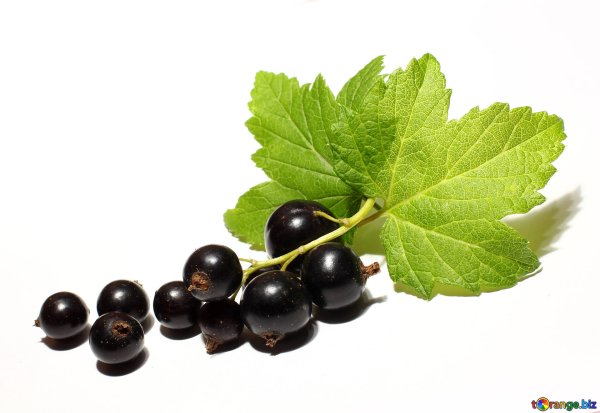 Смородина ягода