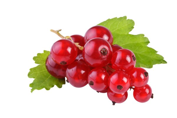Смородина на белом фоне