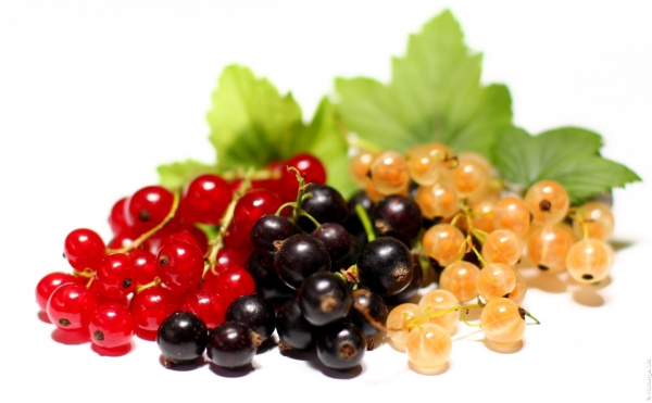 Чёрная смородина, красная смородина и белая смородина