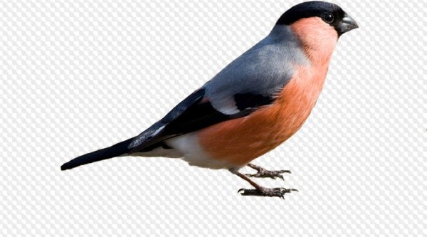 Пнснигири на белом фоне