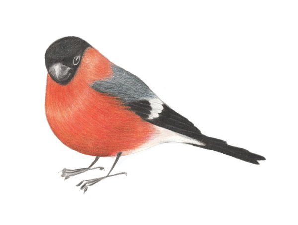 Птичка Снегирь