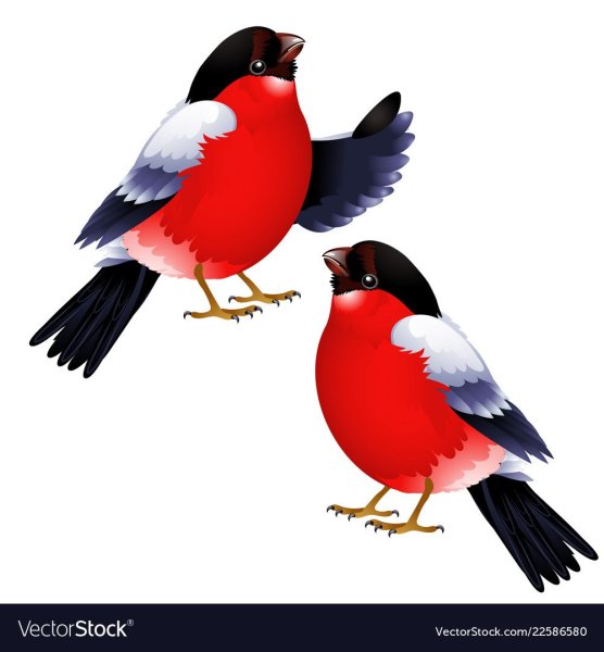 Белый Снегирь