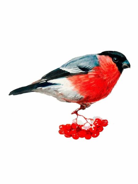 Снегирь на прозрачном фоне