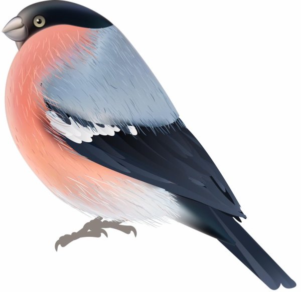 Снегирь на белом фоне для детей