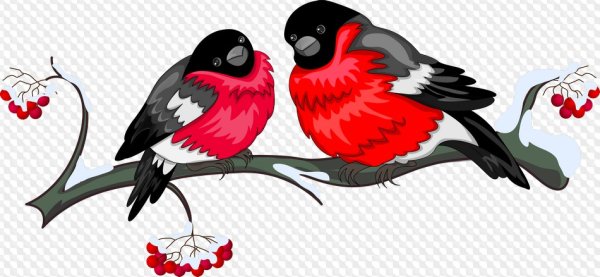 Снери на прозрачном фоне