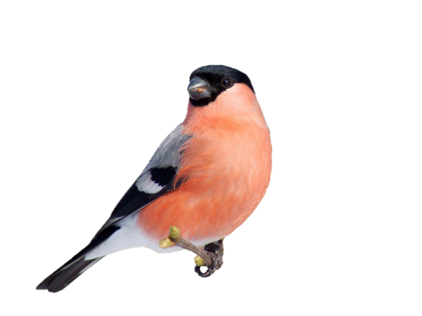 Снегирь на белом фоне
