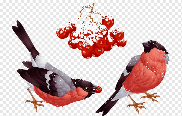 Зимующие птицы на прозрачном фоне