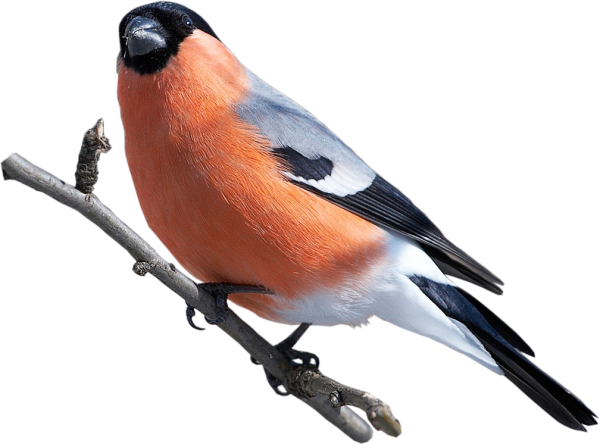 Снегирь синица свиристель