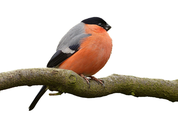 Снегирь птица на белом фоне