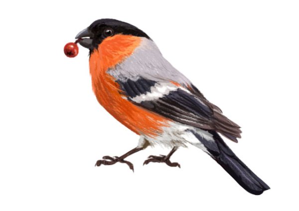 Снегирь на белом фоне