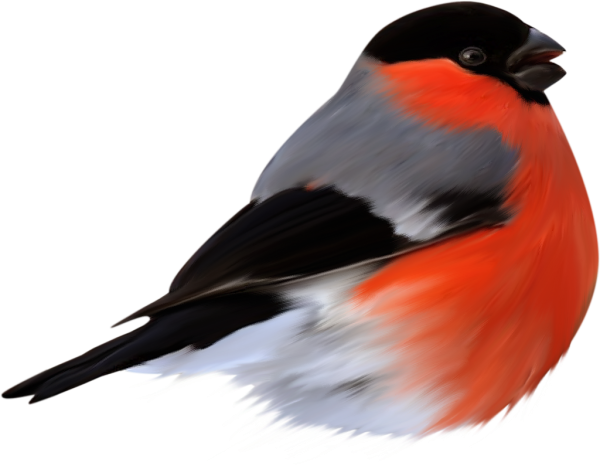 Снегирь для детей