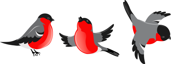 Снегирь картинка для детей