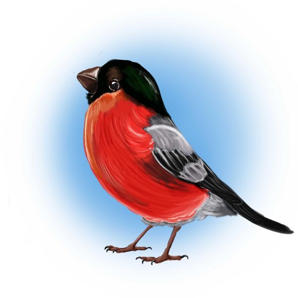 Снегирь картинка для детей