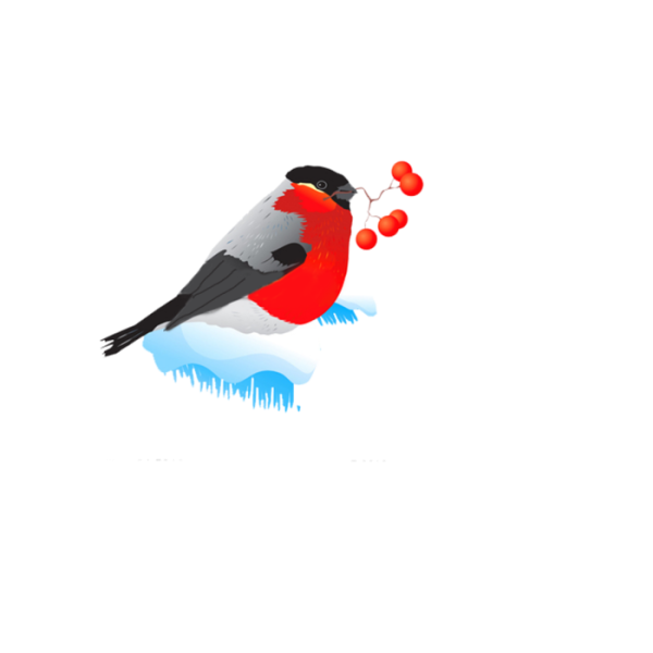 Зимние птицы на прозрачном фоне