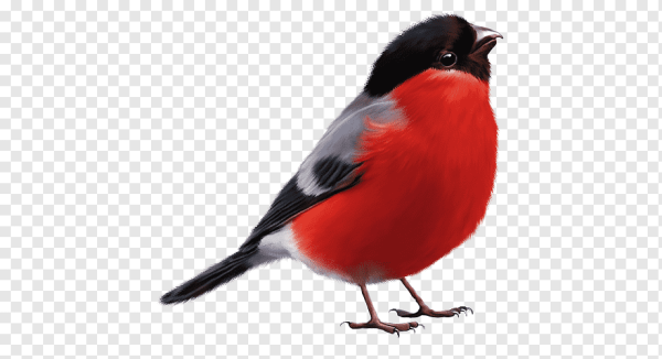 Снегирь на прозрачном фоне для фотошопа