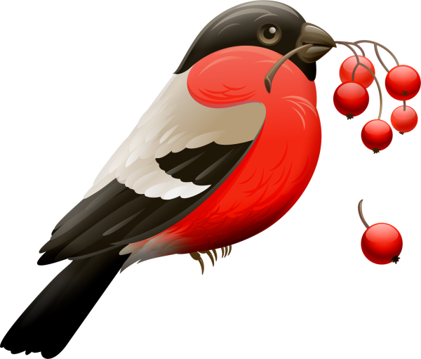 Снегирь птица